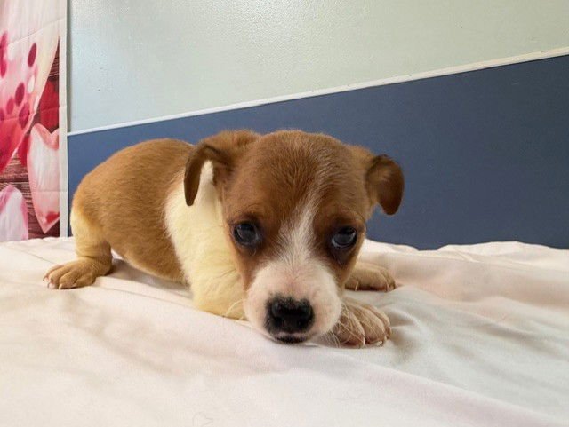 CHEVY - Chihuahua / Rat Terrier available for adoption