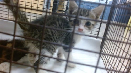 COCO - Domestic Short Hair available for adoption
