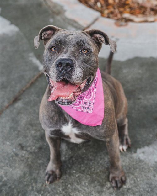 JADE - American Bulldog available for adoption