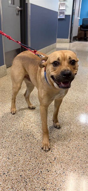 COPPER - German Shepherd Dog available for adoption