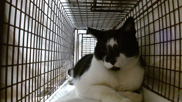 SMOKEY - Domestic Short Hair available for adoption