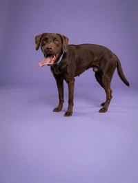 MOLLY - Photo 1