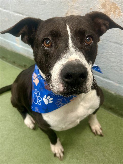 ROCKY - Terrier available for adoption
