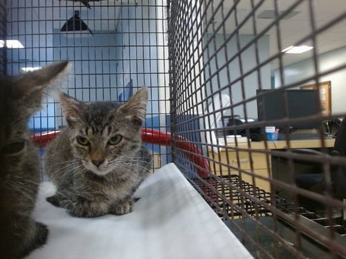 JEFF - Domestic Short Hair available for adoption
