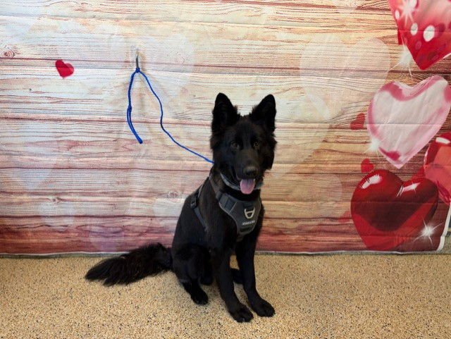 CHIP - German Shepherd Dog / Chow Chow available for adoption