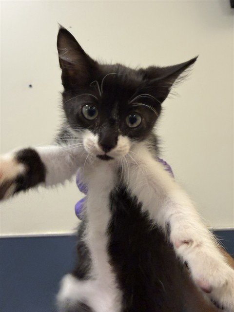 PAGU - Domestic Short Hair available for adoption