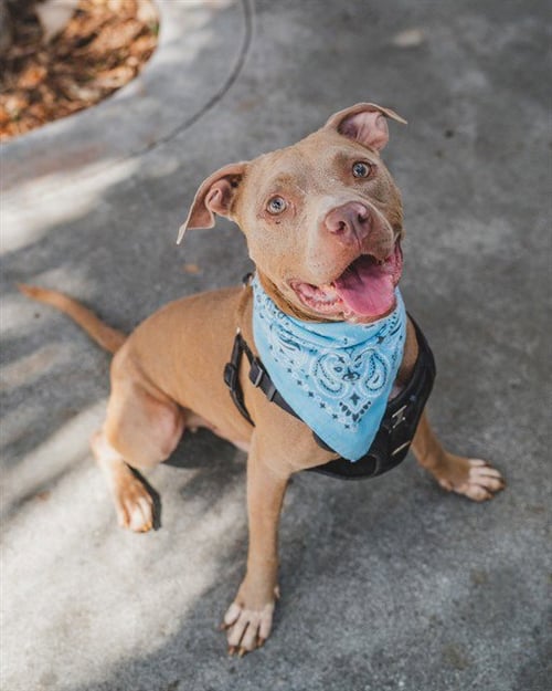 TOBY - Pit Bull Terrier available for adoption