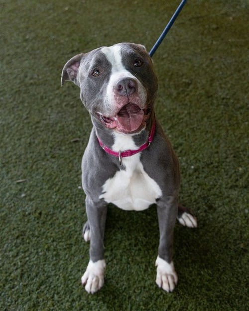BLU - American Bulldog available for adoption