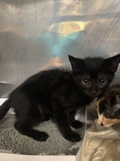 GENESIS - Domestic Short Hair available for adoption