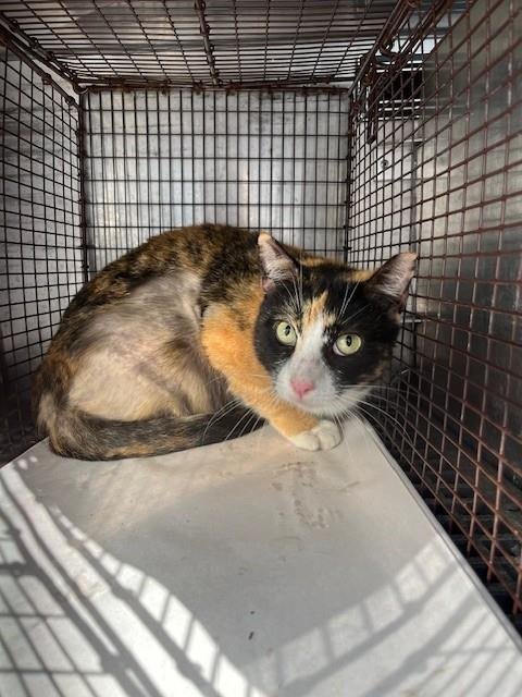 SUNSHINE - Domestic Short Hair available for adoption