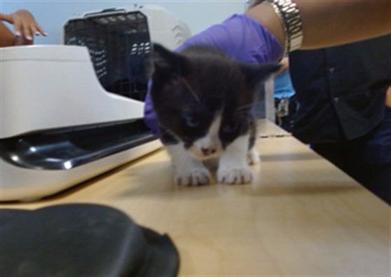 SHORTY - Domestic Short Hair available for adoption