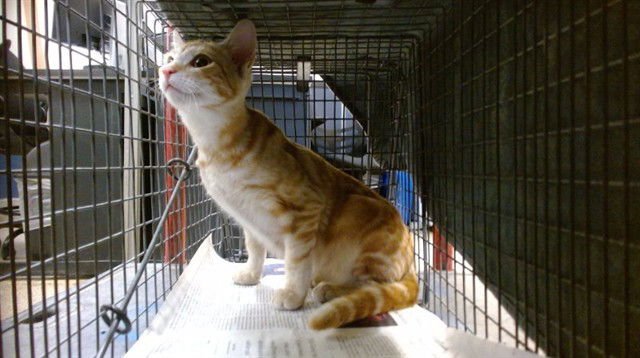 AVA - Domestic Short Hair available for adoption