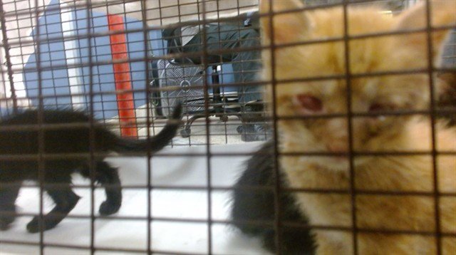 KITTY 3 Image