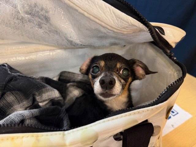 TOOKIE - Chihuahua available for adoption