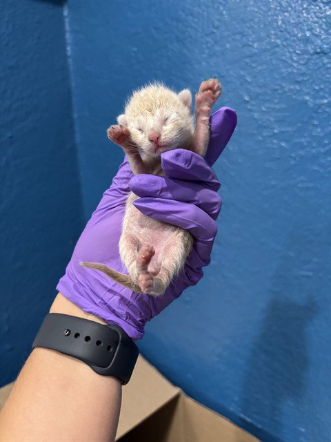 SUNSHINE - Domestic Short Hair available for adoption