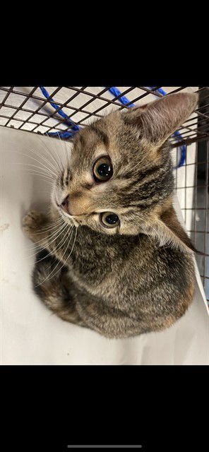 APRIL - Domestic Short Hair available for adoption