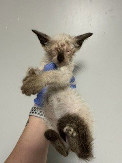 SAMARA - Siamese available for adoption