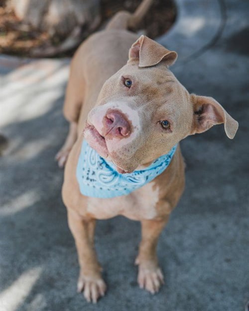 BUGGY - American Bulldog available for adoption