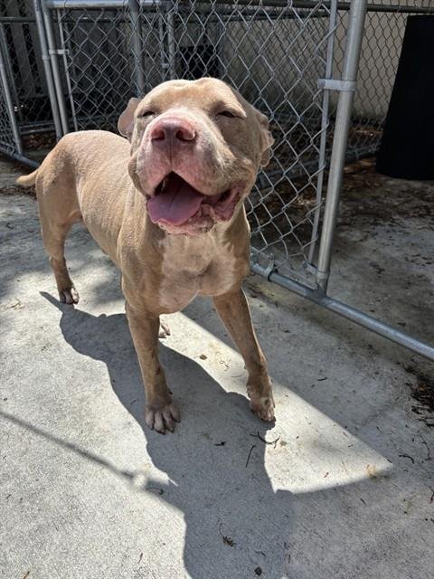 BUGGY - American Bulldog available for adoption