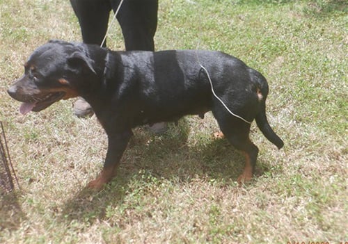 DARLA - Rottweiler available for adoption