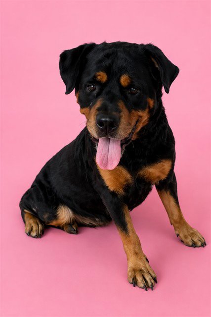 ROSIE - Rottweiler available for adoption