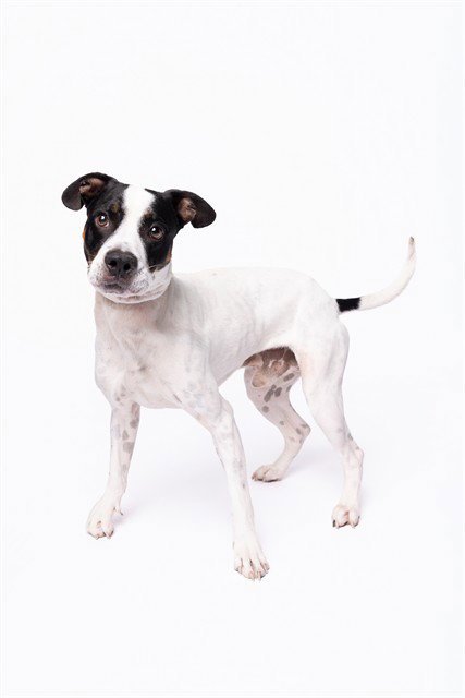 MARVIN - American Bulldog available for adoption