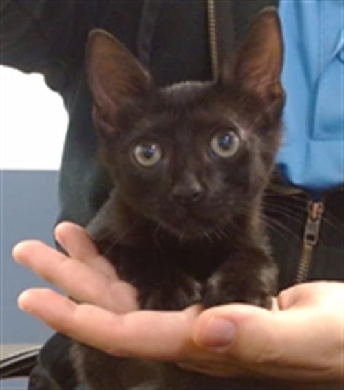 AVIV - Domestic Short Hair available for adoption