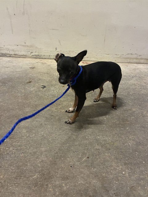 TINA - Miniature Pinscher available for adoption