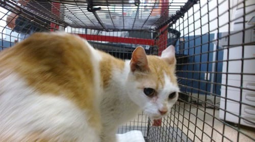BUDDY - Domestic Short Hair available for adoption