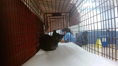 ED - Domestic Short Hair available for adoption