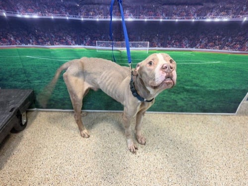 DANIELS - American Bulldog available for adoption