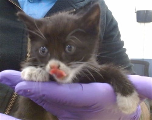 TUBS - Domestic Short Hair available for adoption