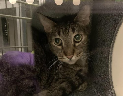 SAMWISE - Domestic Short Hair for adoption in Hialeah