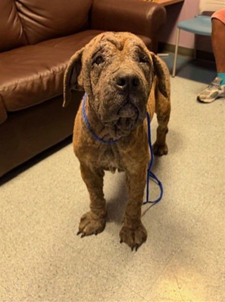 BROWNIE - Mastiff available for adoption