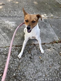 BOWSER - Photo 1