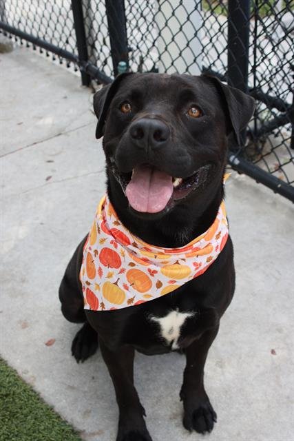 TOMATO - Labrador Retriever available for adoption