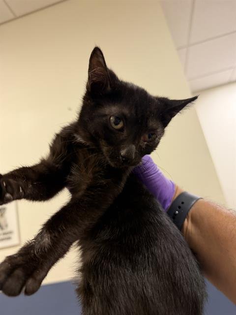 CLEMENTINE - Domestic Short Hair available for adoption