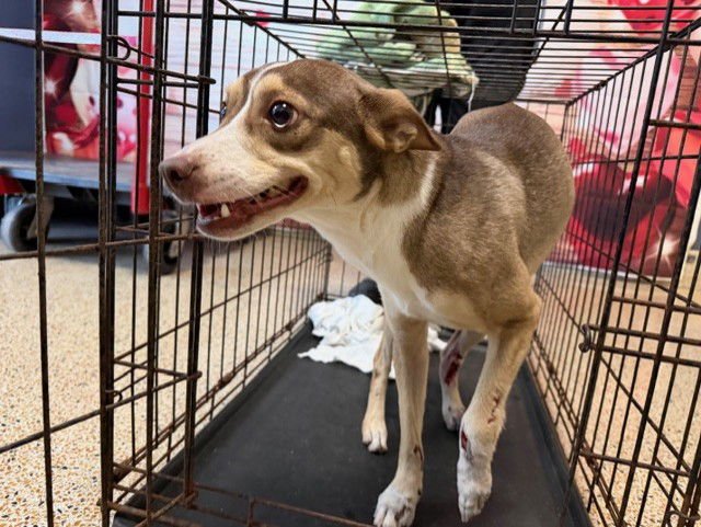 TOOKIE - Rat Terrier available for adoption