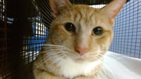 RON - Photo 1