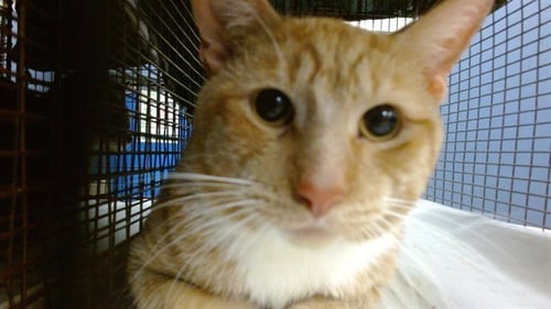 RON - Domestic Short Hair available for adoption
