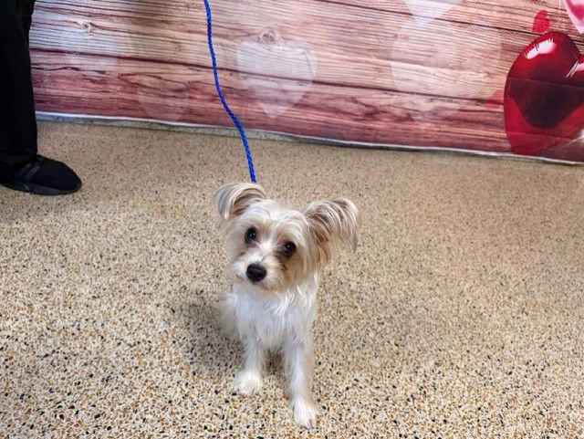 CHEERIO - Yorkshire Terrier Yorkie available for adoption