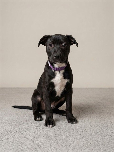 MEME - Labrador Retriever available for adoption