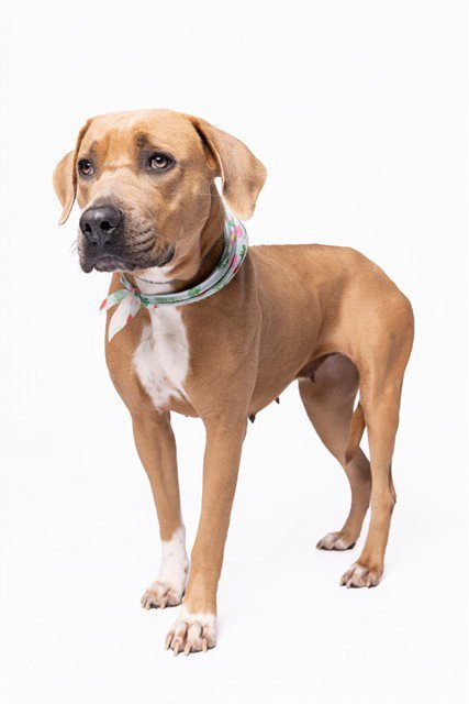 MARTHA - Rhodesian Ridgeback available for adoption