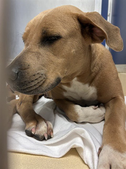 MARTHA - American Bulldog available for adoption