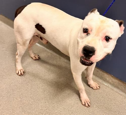 PETER - American Bulldog available for adoption