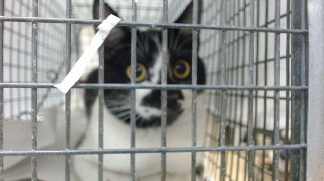 YOLY - Domestic Short Hair available for adoption