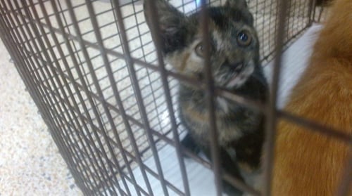 ARIANA GRANDE - Domestic Short Hair available for adoption