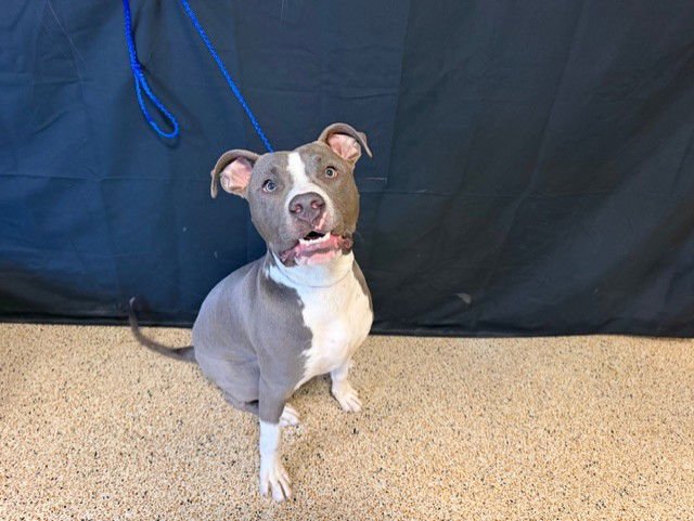 MILO - American Bulldog available for adoption