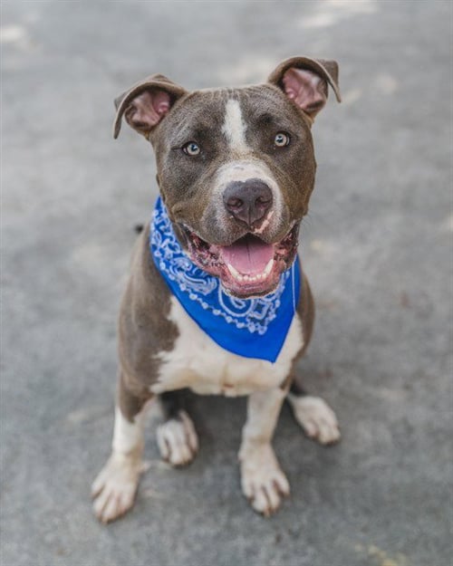 MILO - American Bulldog available for adoption
