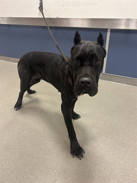 COCO - Cane Corso Mastiff available for adoption